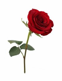 fragrant-red-rose-with-leaf-on-white.jpg
