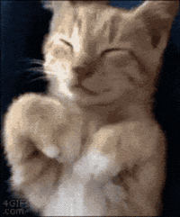 cat.gif
