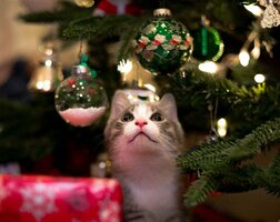 cat-Christmas-tree-ornaments.jpg