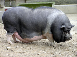 Scrofa+domestica.jpg